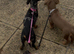 PET ONLY! Mini dachshund