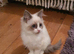 Beautiful GCCF Registered Ragdoll Kitten.