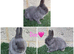 Pure breed Netherlands dwarf does