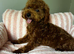 Beautiful Asian tiny deep red puppy boy 5month