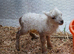 Pedigree Miniature Ouessant ram/wether lamb available at weaning