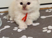 ragdoll kittens ONLY 4 LEFT