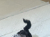Miniature Labradoodle