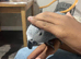 Beautiful female African grey