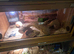 Ball python and corn snakes