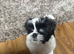 Beautiful Female Lhasa Apso Looking for a Loving New Home