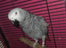 Talking african grey with papers and dna