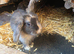 Male and female lop ready now