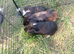 Guinea pigs looking for a home