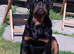 Rottweiler male from world class kennels