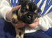 Frenchie