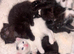 5 beautiful fluffy kittens