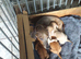3 boy puppies