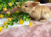 Three gorgeous baby bunnies for sale