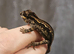 Hatchling gargoyle gecko