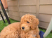 Maltipoo & Cockapoo