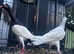 5 pigeons for sale