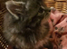 Fluffy Long Haired Mixed Breed Kittens - RESERVE