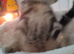 2 male kittens