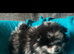 Gorgeous male teddy type Pomeranian puppies