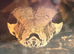 Female boa constrictor