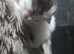 3 kittens looking forever home