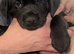 Labrador x Rottweiler
