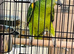Male blue front Amazon