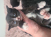 Comical Kittens 5 Week Old...Ready 15th June Onwards