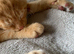 Kittens need forever homes
