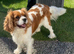 Beautiful Cavalier boy for sale