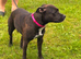 Staffordshire Bull Terrier