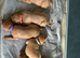 Gwens puppies