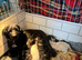 Shihpoo puppies