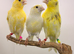 This year Yellow dimorphic canary&rsquo;s