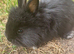 Angora x lionhead babies