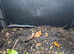 MILLIPEDE GIANT CAMEROON