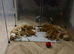 1 gorgeous white and ginger boy left! Full add in pictures!
