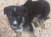 German shepherd puppies