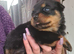 Stunning kc registered German bred rottweiler puppies