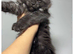XXL Russian Mainecoons kittens