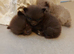 Tiny Toy-Type Teddy Bear Face KC Reg Pomeranian puppies