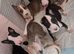 Beautiful English Bull Terriers