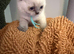 Beautiful British shorthair kittens
