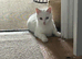 Cute n cuddly kittens for sale