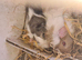 2 boy guinea pigs