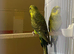 Hi for sale my blackwings pair healthy and active