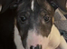 English bull terrier puppies