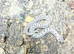 Super Arctic het Toffee Western Hognose at Birmingham Reptiles