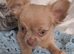 2 long coat chihuahua boys available